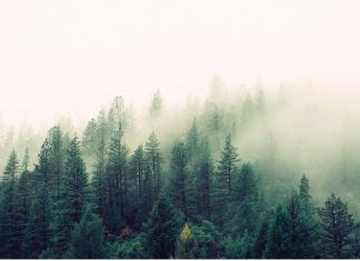 საპატრიარქოსთვის ტყის გადაცემის წინააღმდეგ პეტიცია შეიქმნა