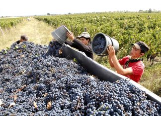 რთველის ხელშეწყობის ღონისძიებებს მთავრობა 69 მილიონით დააფინანსებს