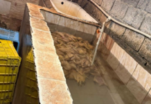 თერჯოლაში ფრინველების არალეგალური სასაკლაო გამოავლინეს – სეს