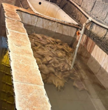 თერჯოლაში ფრინველების არალეგალური სასაკლაო გამოავლინეს – სეს