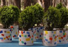 ბზის მოჭრაზე კონტროლი მკაცრდება